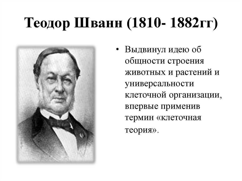 Шванн, теодор
