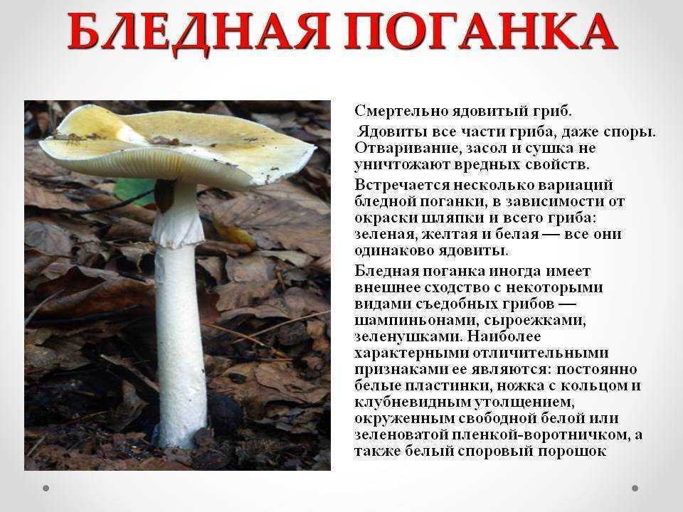 Бледная поганка: описание