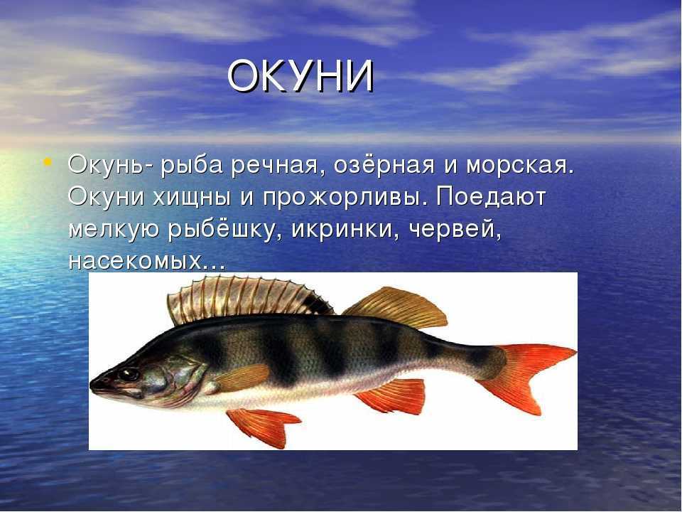 Пищевое отношение между щукой и речным окунем