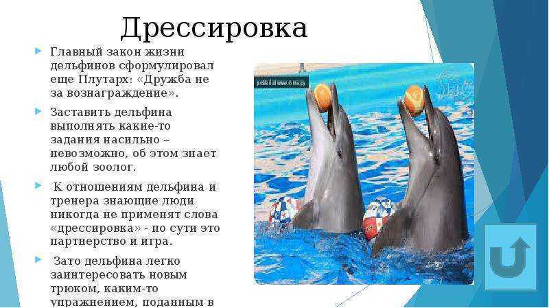 Дельфины: описание, виды, интересные факты (фото, видео)