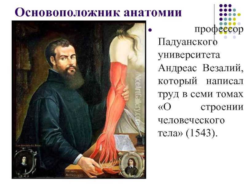 Андреас везалий: краткая биография, вклад в медицину и анатомию