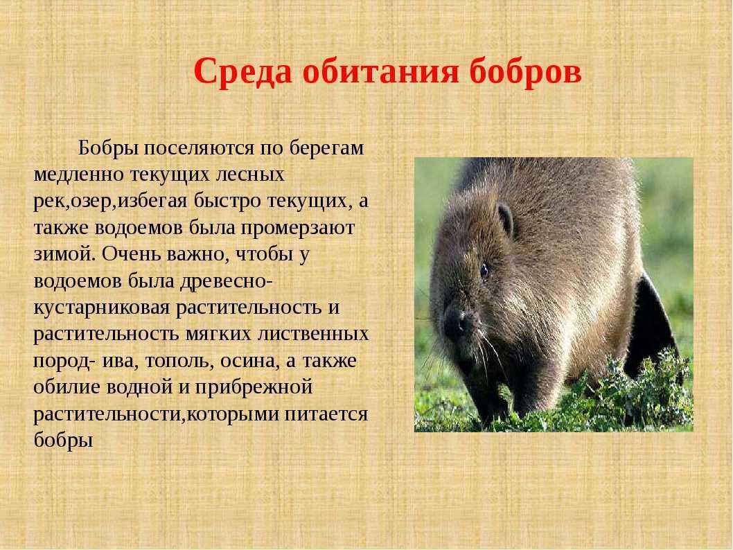 Купить Живых Бобров Для Разведения