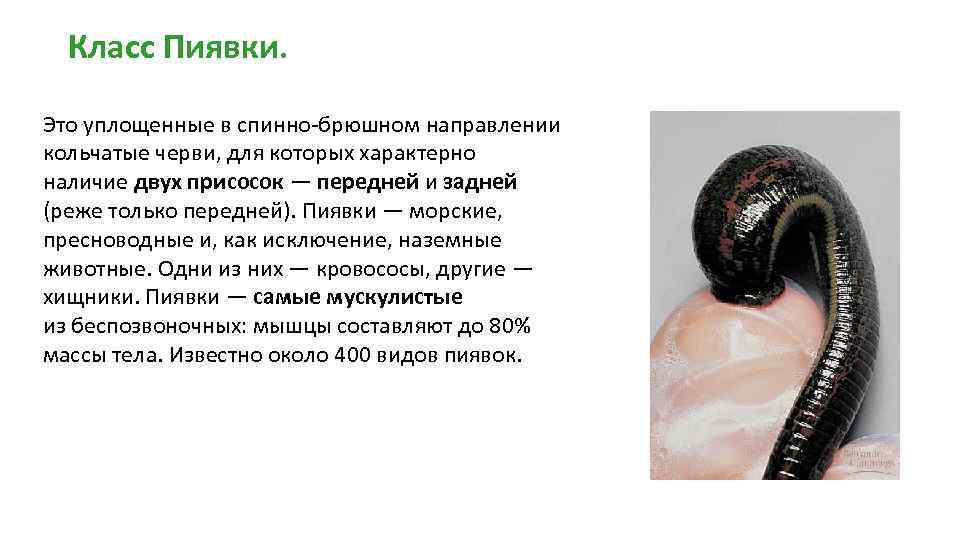 Пиявка медицинская: особенности и интересные факты