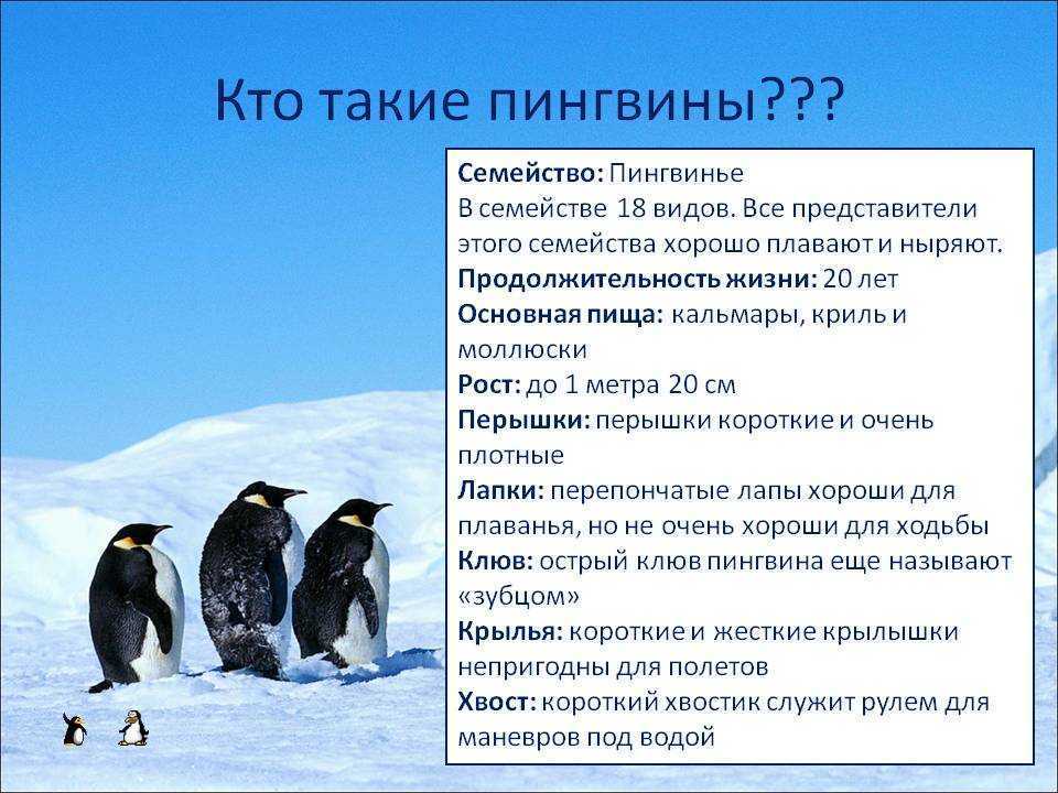 Где живет пингвин? где живут пингвины, кроме антарктиды?