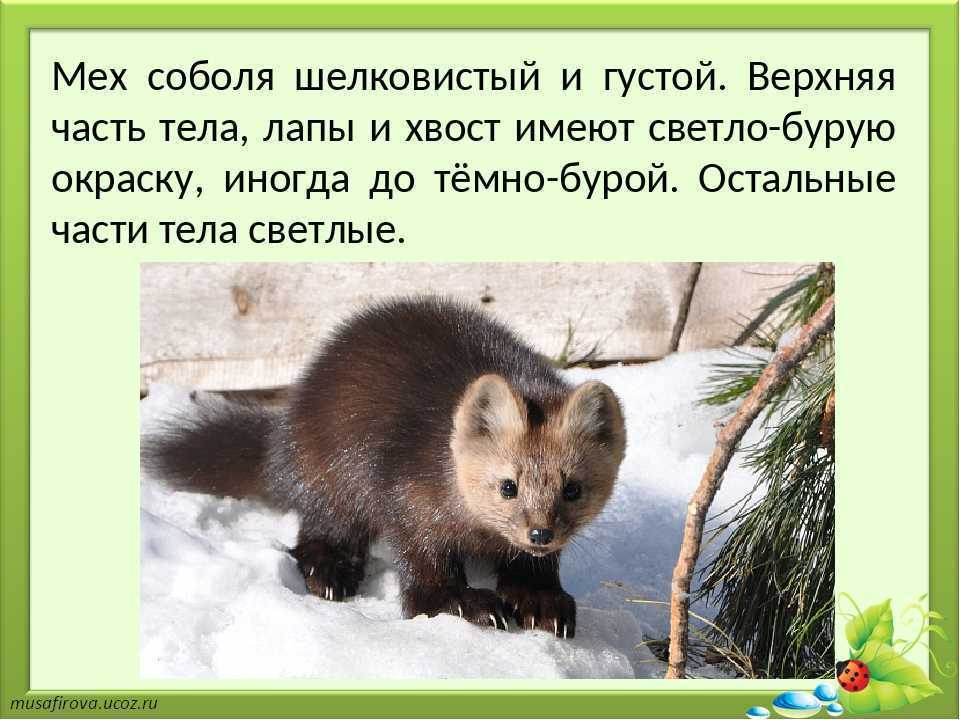 Содержание соболя. Интересные факты о Соболе. Соболь описание. Соболь интересные факты для детей. Сообщение о Соболе.