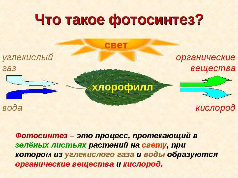 Картинка фотосинтеза у растений