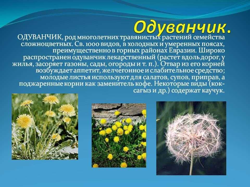 Разновидности одуванчиков фото и описание