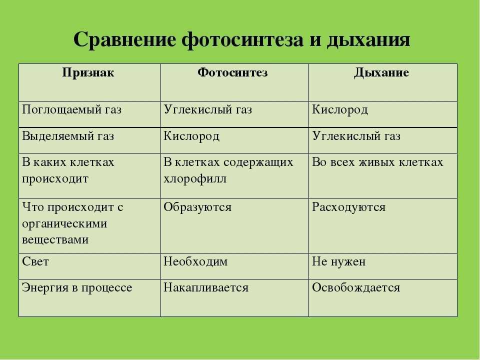 Схема дыхания фотосинтеза