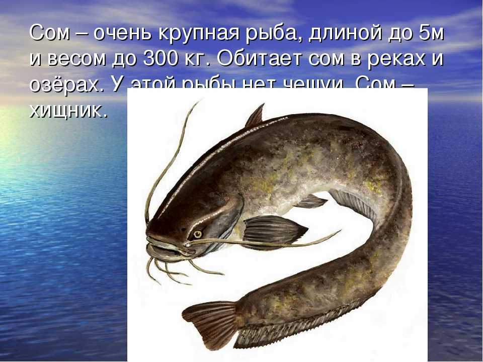 Где живет и обитает рыба сом обыкновенный