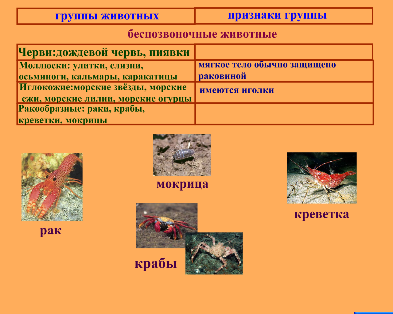 Класс беспозвоночные таблица. Беспозвоночные животные группы. К беспозвоночным животным относятся. Беспозвоночные классификация.
