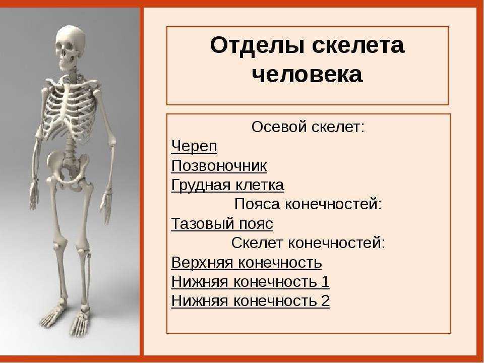 Три отдела кости. Скелет человека. Костное строение человека. Основные части скелета. Скелет человека анатомия.