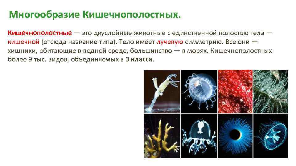 Тип кишечнополостные - coelenterata. реферат. биология. 2009-01-12