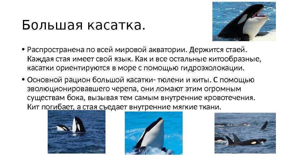 Косатка: описание, фото, ареал и среда обитания, питание, хищничество