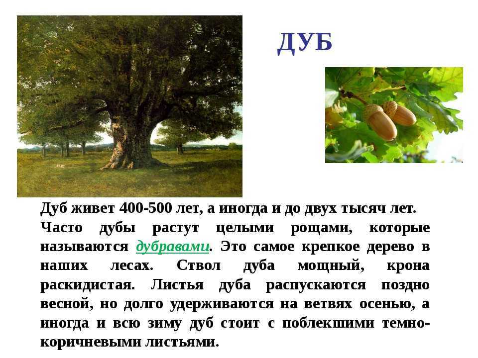 Слова про дерево. Информация о дубе. Дуб дерево описание. Описание дуба. Сообщение о дубе.