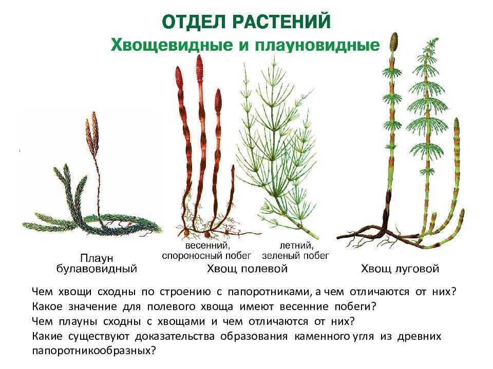 Рассмотрите изображения растений нителла земляника плаун баранец