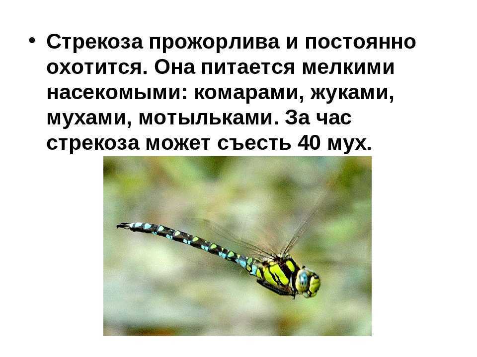 Сообщение про стрекоз ℹ️ описание и общая характеристика насекомых, чем питаются, интересные факты о размножении представителей, среда обитания, значение и роль в природе