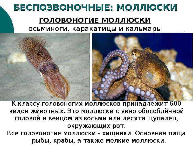 Беспозвоночные: характеристики, группы и среда обитания
