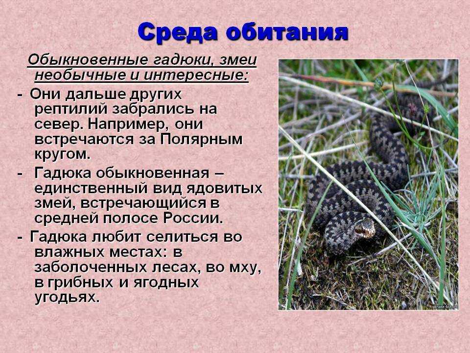 Гадюка: все самое интересное о повадках, внешнем виде, образе жизни