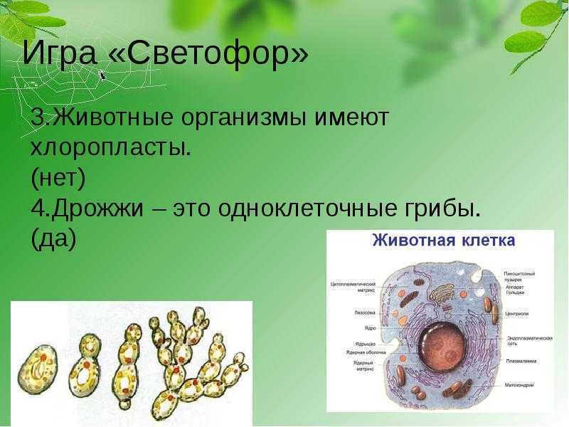 Строение клетки: отличия животной от растительной. симбиогенез