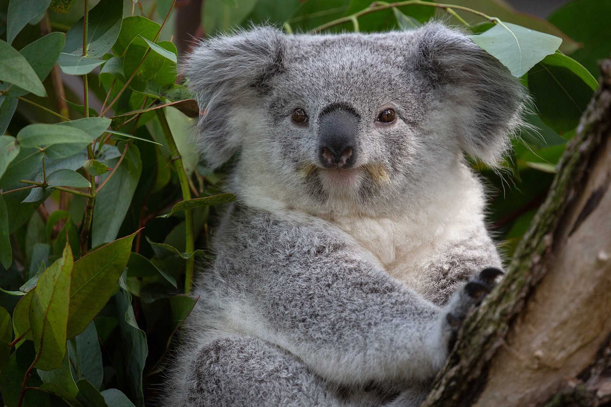 Похожи на коал. Коала. 4 Коалы. Австралия Куала. Лоун Пайн коала Брисбен.