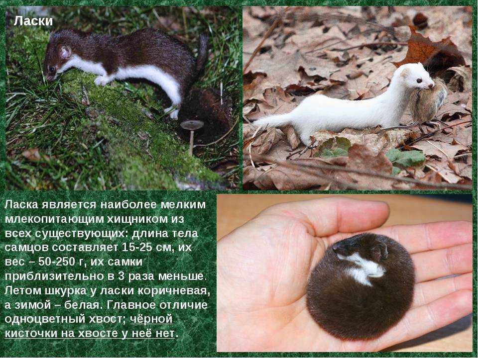 Где обитает ласка