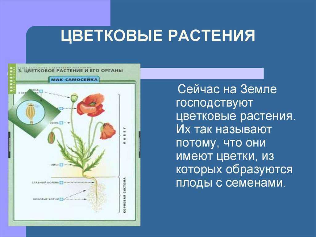 Примеры про растения. Высшие растения цветковые. Описание цветковых растений. Цветковые растения разнообразие. Сообщение о цветковых растениях.