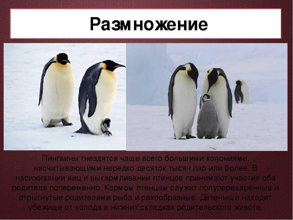 Как... размножаются пингвины. обсуждение на liveinternet