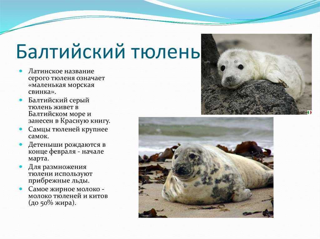 Интересные факты о тюленях
