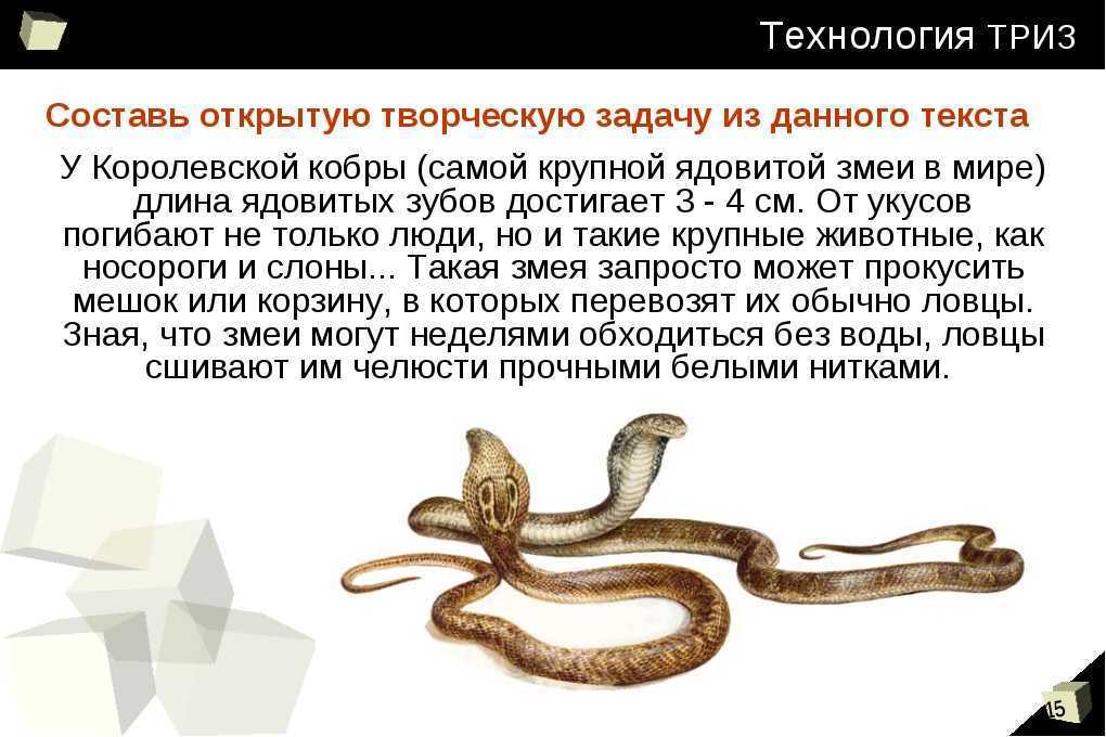 Змейка текст. Информация о змеях. Змеи краткая информация. Описание кобры. Доклад о змеях.