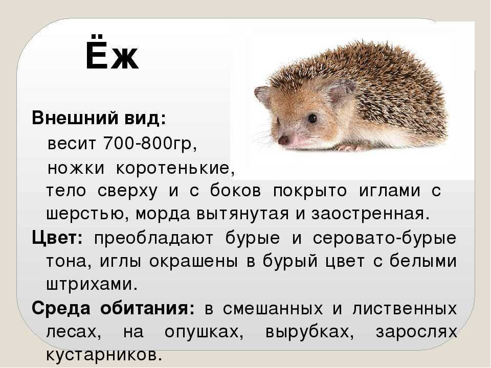 Презентация на тему ежик