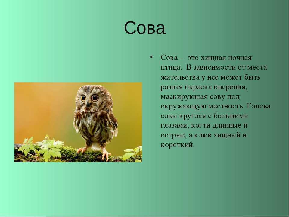 Интересные факты о совах