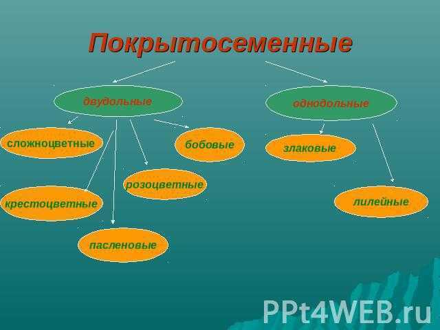 Отдел покрытосеменные - сайт по биологии