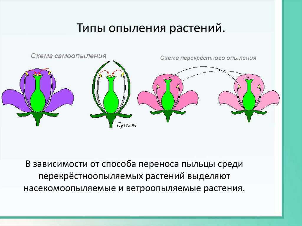 Что образуется на месте цветка после опыления