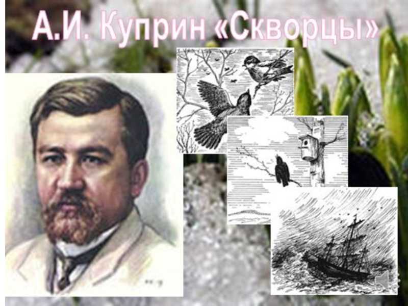 План рассказа скворцы куприна