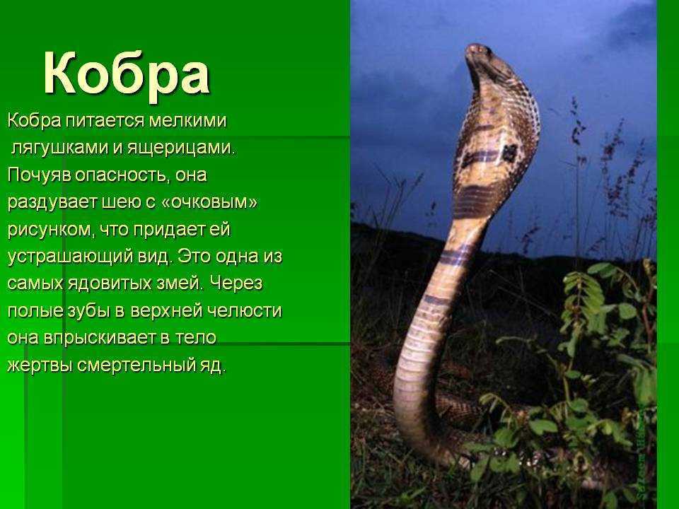 Кобра змея. описание, особенности, виды, образ жизни и среда обитания кобры