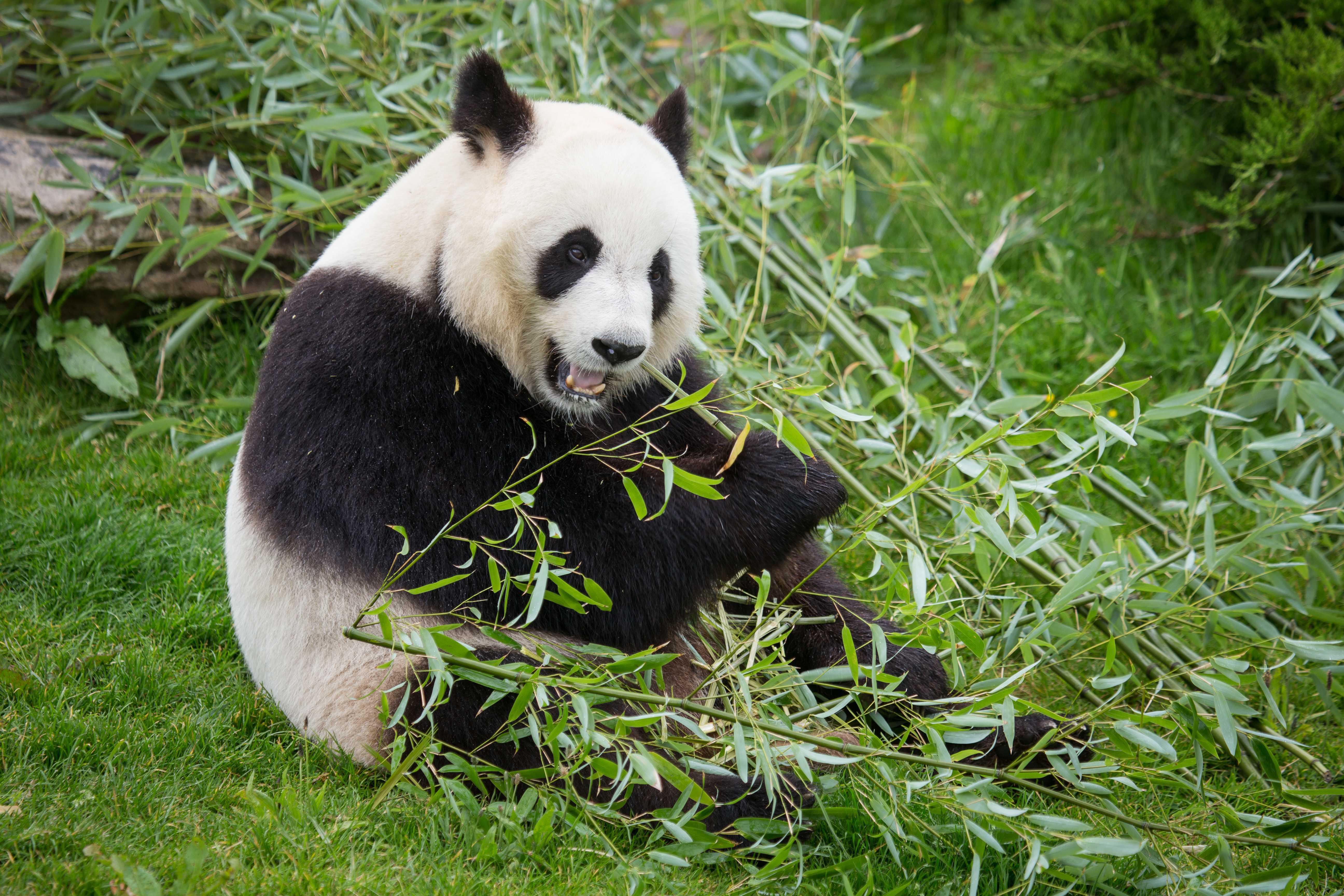 Панда. Большая Панда с бамбуком. Большая Панда или бамбуковый медведь. Панда бамбуковый медведь. Очковая Панда.