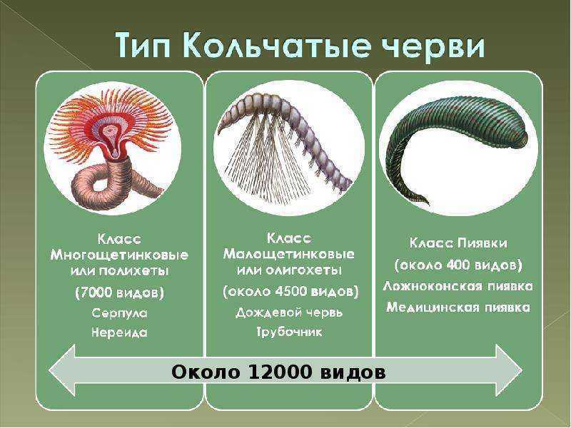 ✅ чем полезны водные малощетинковые черви - nlifegroup.ru