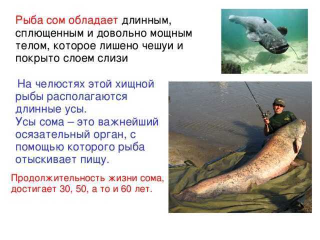Рыба сом-людоед: может ли рыба-убийца съедать человека, случай с ребёнком