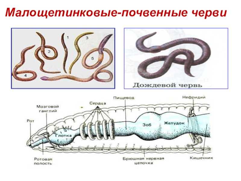 Картинки черви кольчатые черви