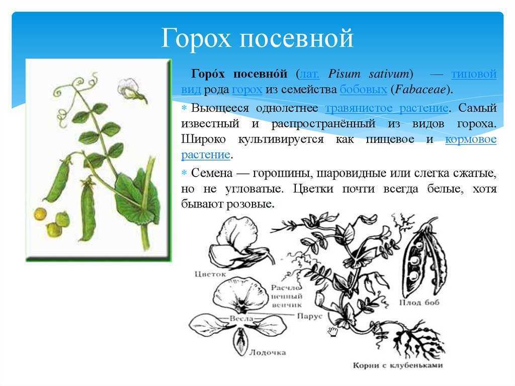 Общие признаки гороха