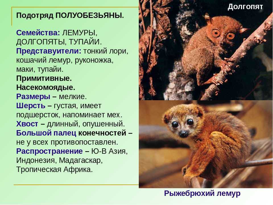 Лемур: уход за животным в домашних условиях