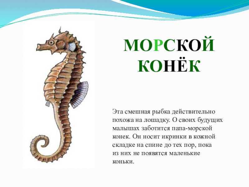 Черноморский морской конёк