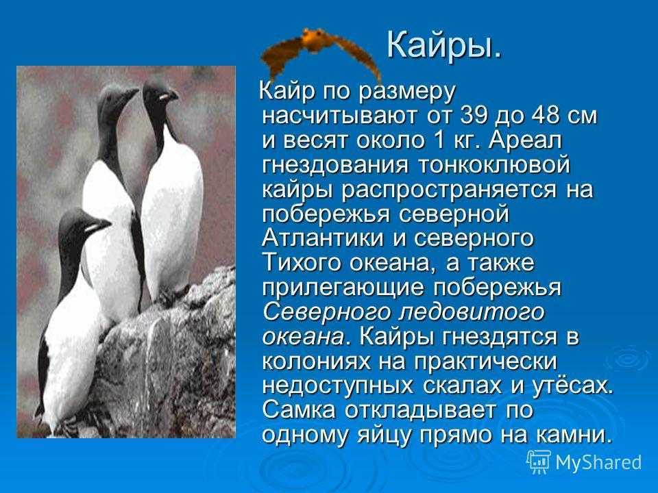 Тонкоклювая кайра (uria aalge): описание, питание, виды, фото