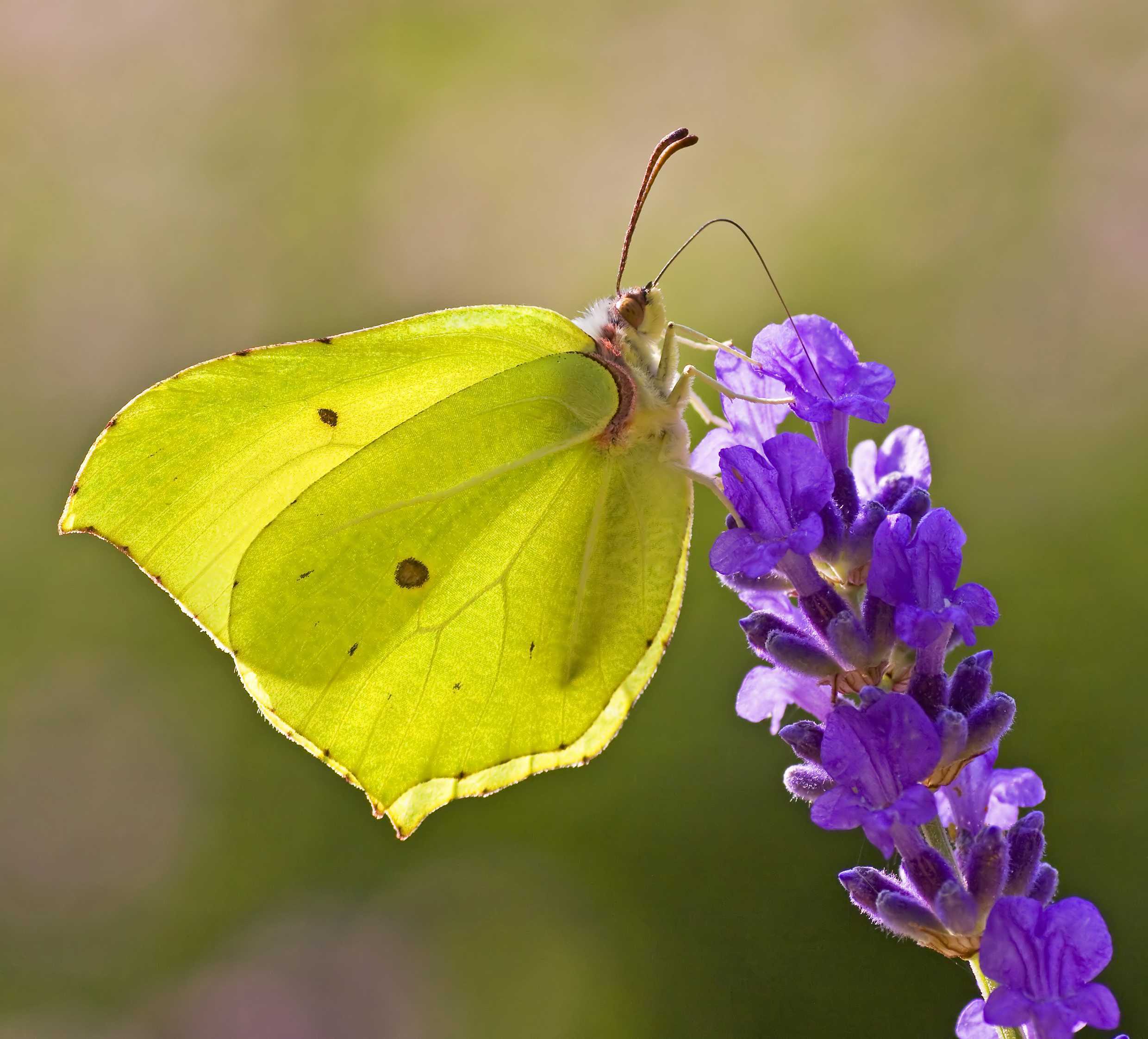 Бабочка лимонница: описание, фото, интересные факты