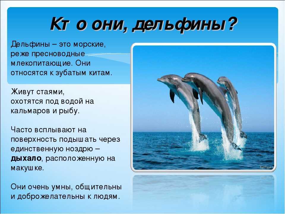 Сообщение о дельфине