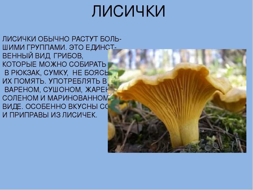 Гриб лисичка – описание, места обитания и опасные двойники
