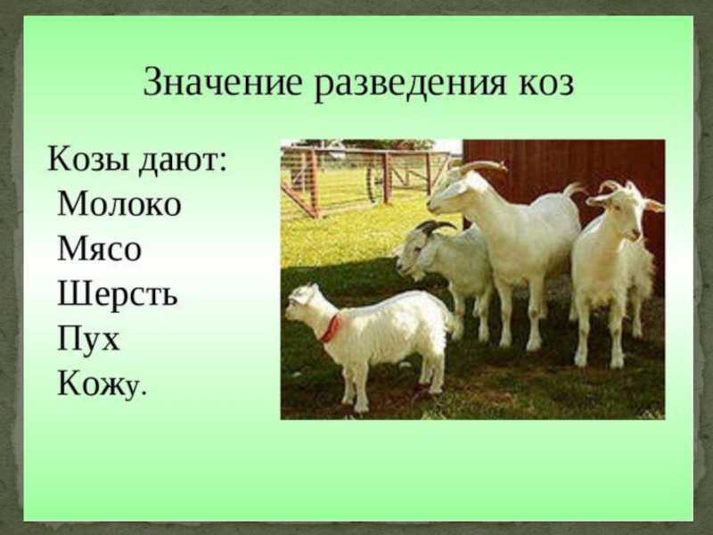 Семейный образовательный проект «коза – друг человека?» материал по окружающему миру (средняя, старшая группа) на тему
