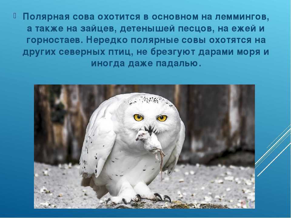 Полярная сова — облик, место обитания и интересные факты о птице
