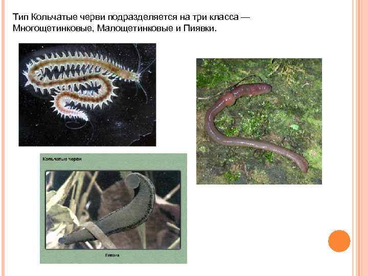 Малощетинковые черви – общая характеристика класса, признаки и строение