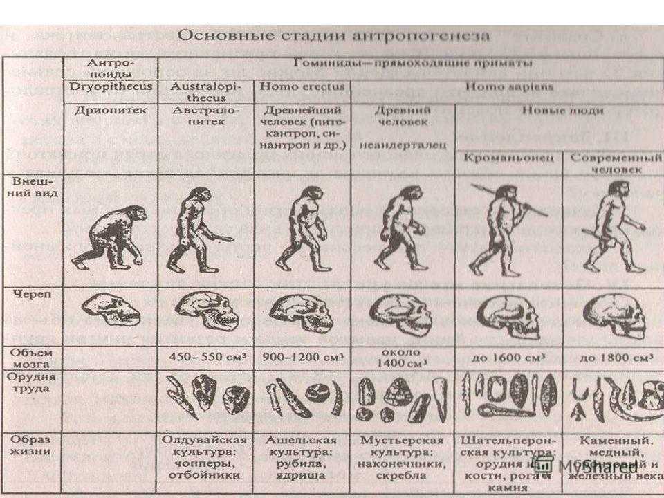 Происхождение человека - сообщение доклад
